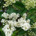 Ligustrum ibota